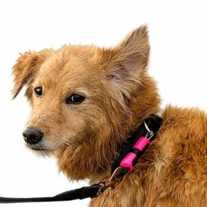 Magloc - magnetic connector for dog lead connected to cute dog. Suitable for reduced hand function: tetra, quad, cerebral palsy, SCI, spinal cord injury, stroke and more.