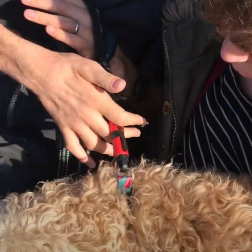 video showing the no-grip dog lead and magloc