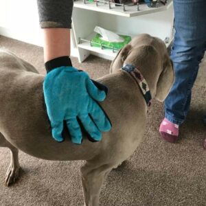 no-grip pet grooming glove, stroking dog. Suitable for reduced hand function: tetra, quad, cerebral palsy, SCI, spinal cord injury, stroke and more.