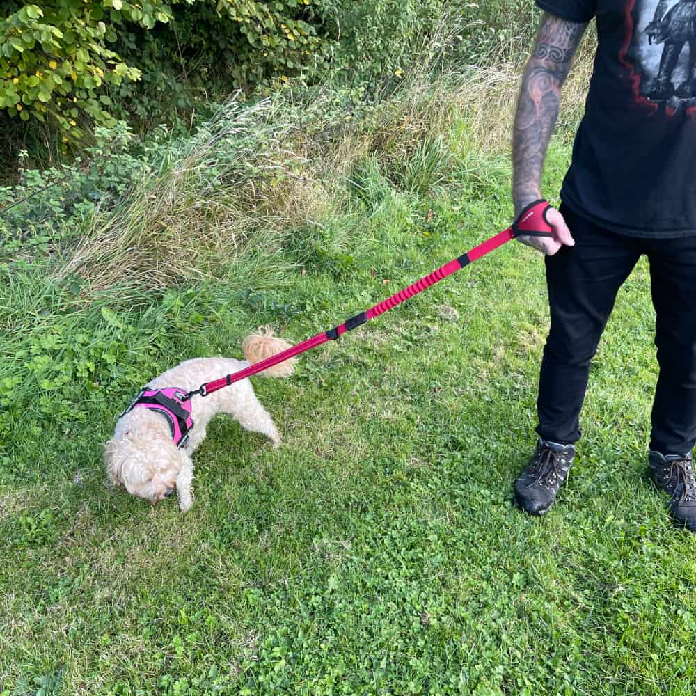 no-grip dog lead taking dog for walk