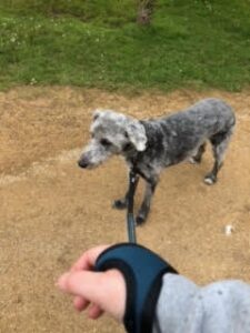 Stan the dog waits patiently for his walk while his owner holds him using our Handy Leash dog lead.