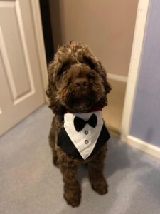 Jo and Jason's dog Dexter all ready for delivering wedding news