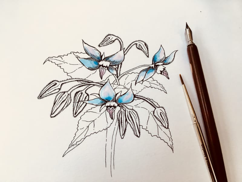 Image shows a watercolor and line drawing of a blue flower. Two fine paintbrushes lay over the corner of the work.